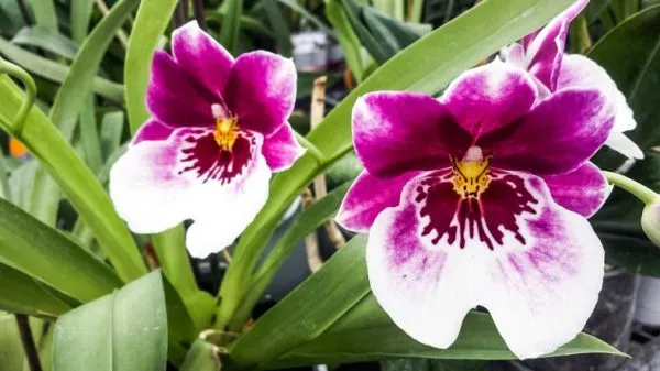 Miltoniopsis Orchid Cutter - Image 5