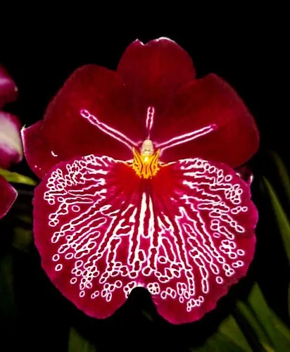 Miltoniopsis Orchid Cutter - Image 4